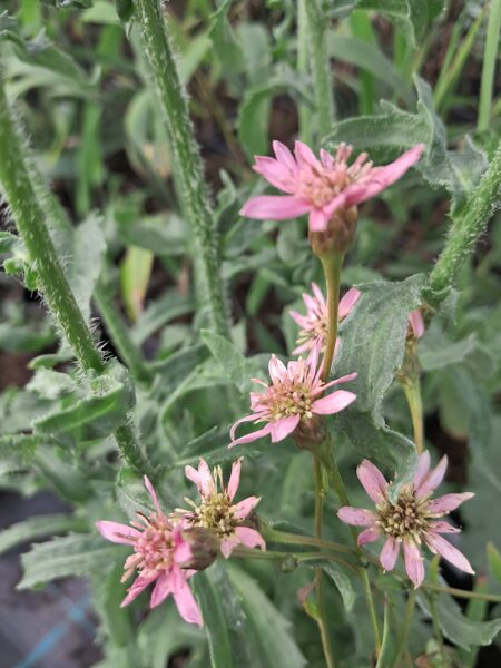 Ziemastere Asrugo - Aster rugulosus Asrugo