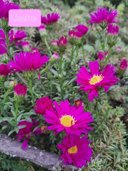 Jaunbeļģijas ziemastere Lisette (Aster novi-belgii Lisette)