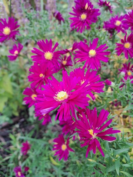 Ziemastere Ronald Aster dumosus Ronald