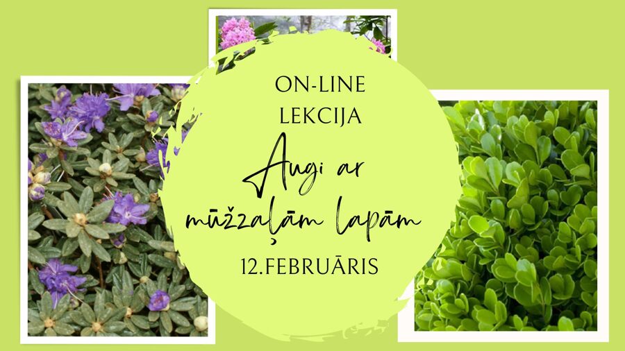 12.februāra Zoom lekcija "Augi ar mūžzaļam lapām"