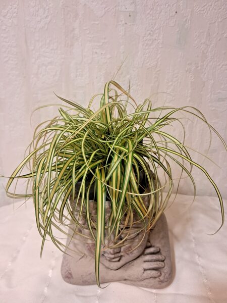 Grīslis `Evergold` Carex Evergold