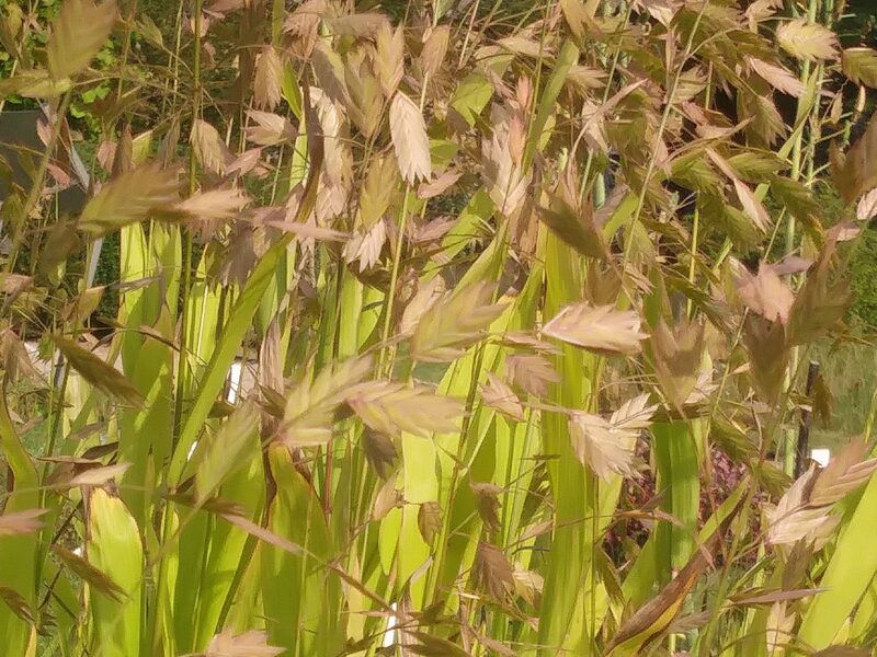 Ziemeļu jūras auza - Chasmanthium latifolium