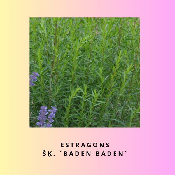 Estragons Baden Baden Artemisia dracunculus Baden Baden