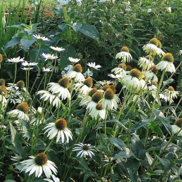 Ehinācija White Swan - Echinacea purpurea White Swan