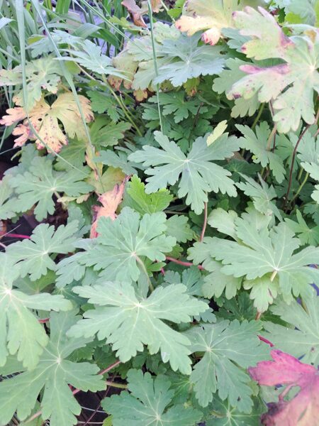 lielsakņu  gandrene Spessart Geranium macrorrhyzum Spessart
