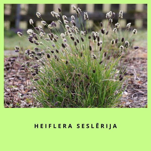 Heiflera seslērija - Sesleria heufleriana