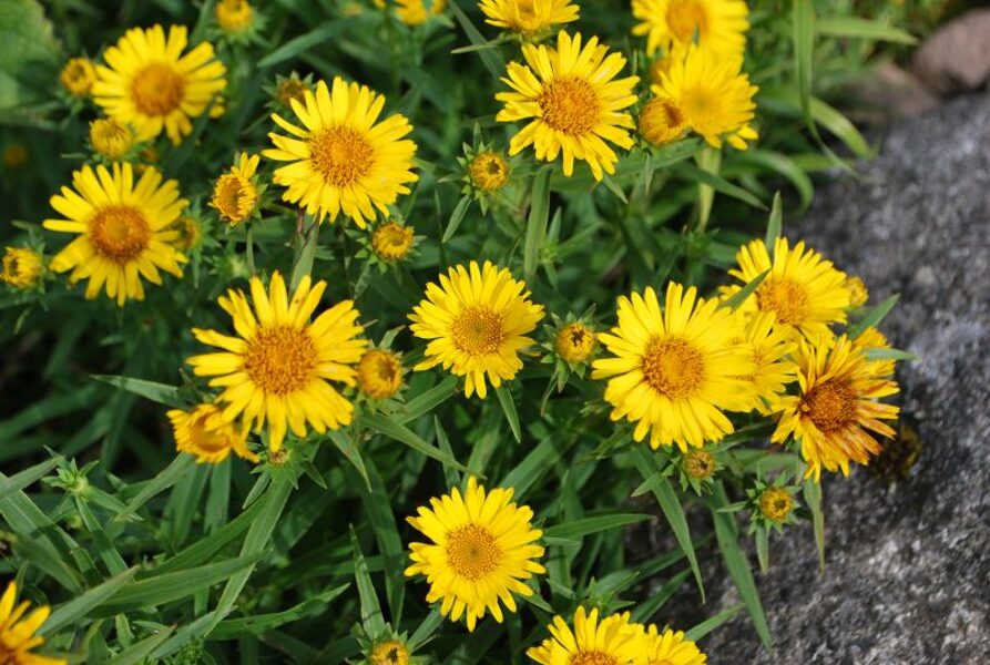 Zobenlapu staģe Compacta - Inula ensifolia Compacta