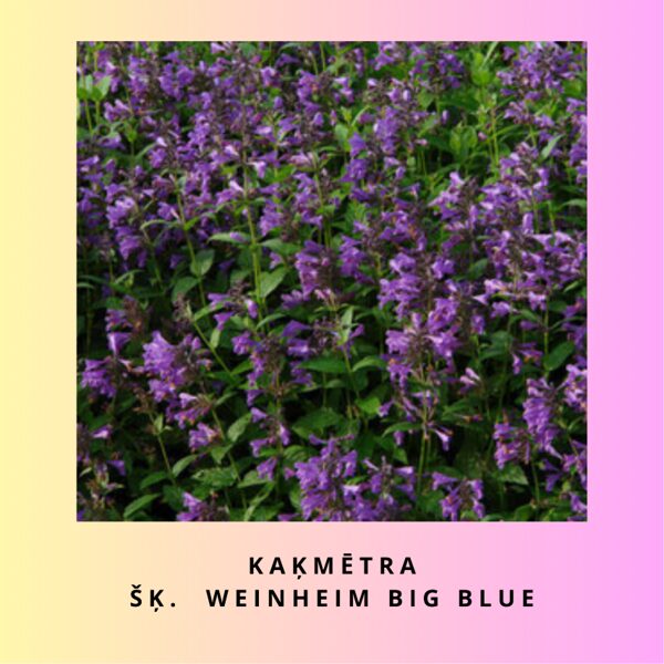 Kaķmētra Weinheim Big Blue - Nepeta hybrida Weinheim Big Blue
