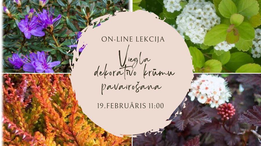 19.februāra ZOOM lekcija "Viegla dekoratīvo krūmu pavairošana"