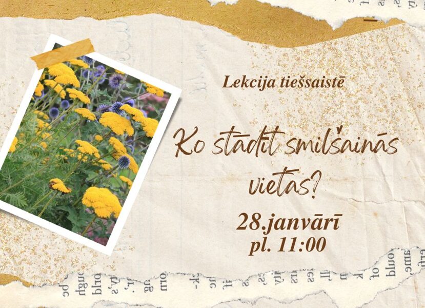 28.janvāra ZOOM lekcija pl. 11:00-13:10 "Ko stādīt smilšainās vietās?"