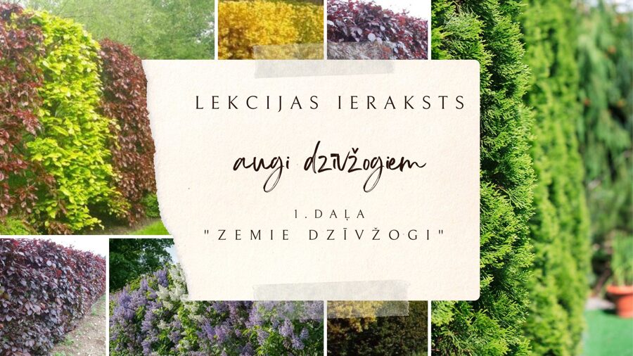 Lekcijas ieraksts AUGI DZĪVŽOGIEM 1.daļa "Zemie dzīvžogi"