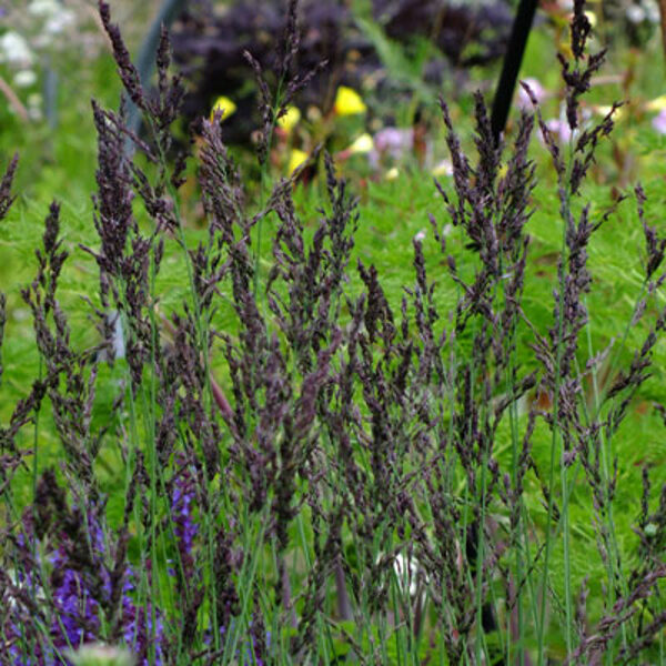 Zilganā molīnija Edith Dudszus- Molinia caerulea Edith Dudszus