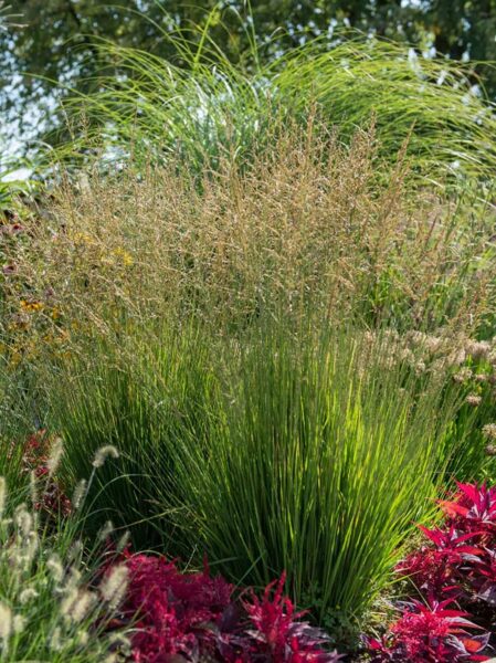 Zilganā molīnija Heidezverg - Molinia caerulea Heidezwerg