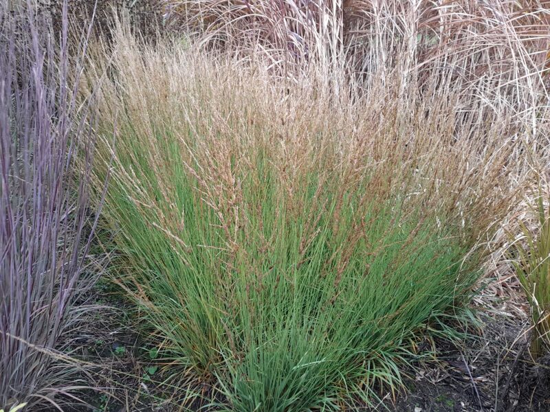 Zilganā molīnija Torch Molinia caerulea Torch