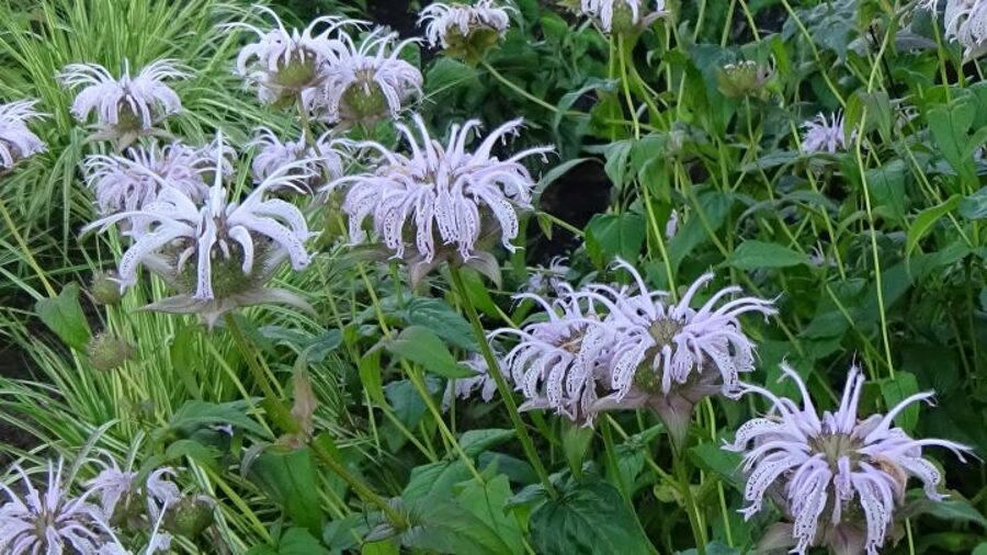 Monarda bradburiana