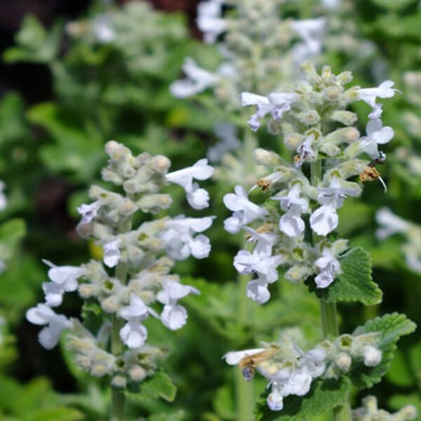 Fasena kaķmētra Alba (Nepeta faassenii Alba)