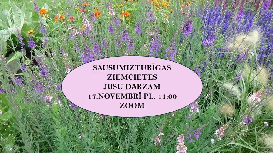 ZOOM lekcija "Sausumizturīgas ziemcietes Jūsu dārzam" 17.novembrī pl. 11:00