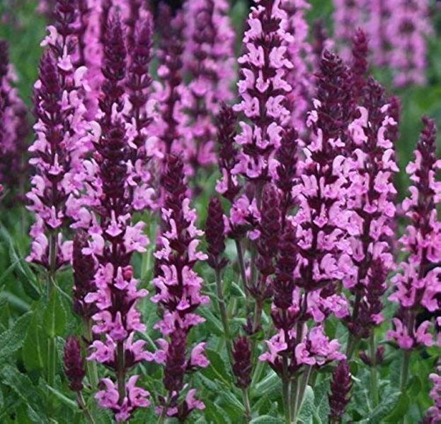 Salvija New Dimension Rose (Salvia nemorosa New Dimension Rose)