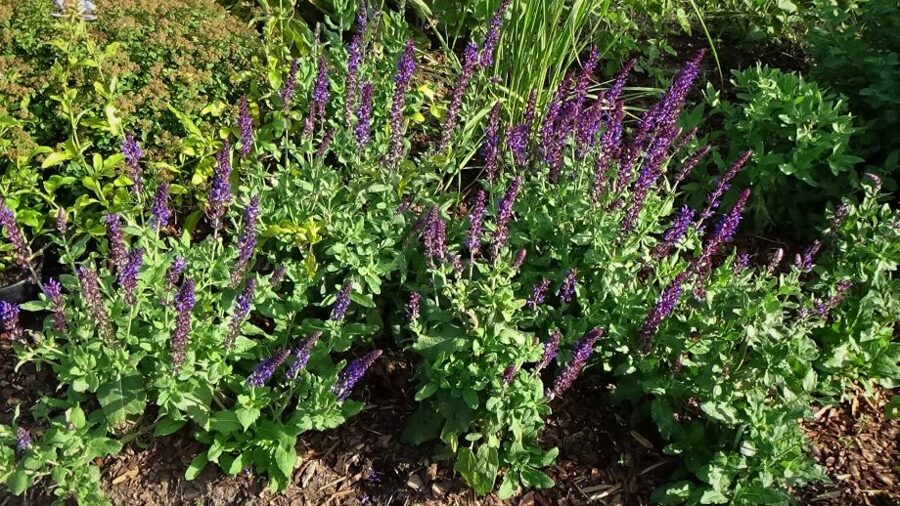 izcilā salvija Queen Victoria (Salvia superba Queen Victoria)