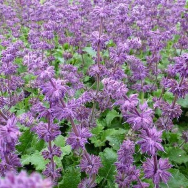 Mieturu salvija Purple Rain (Salvia verticillata Purple Rain)
