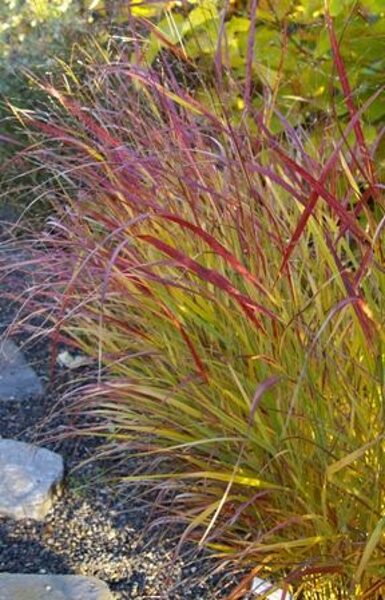 Sāre Rotstrahlbusch - Panicum vigatum Rotstrahlbusch