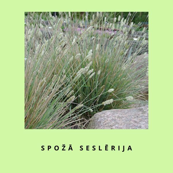 Spožā seslērija - Sesleria nitida