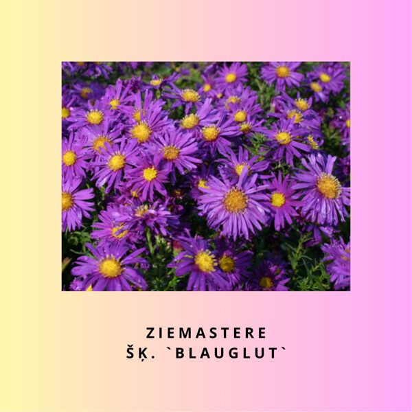 Jaunbeļģijas ziemastere Blauglut (Aster novi-belgii Blauglut)