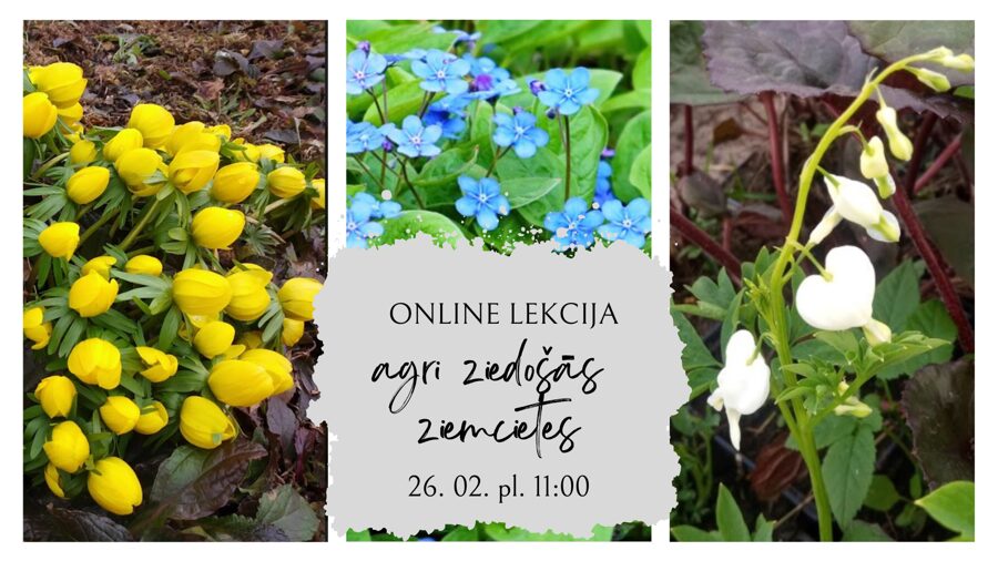 26. februāra ZOOM lekcija "Agri ziedošās ziemcietes"