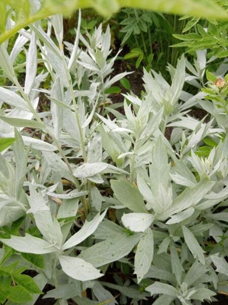 Ludviga vērmele Valerie Finnis (Artemisia ludowiciana Valerie Finnis)
