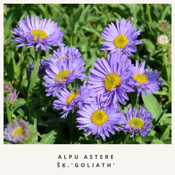 Alpīnā astere Goliath - Aster alpinus Goliath