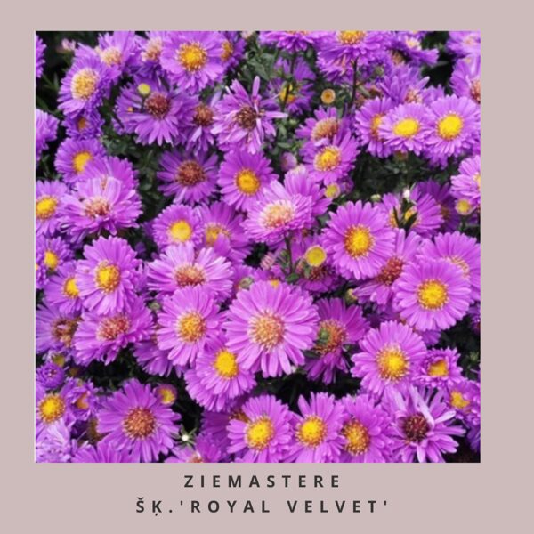 Ziemastere Royal Velvet - Aster Royal Velvet