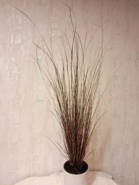 Brūnais grīslis Carex flagellifera