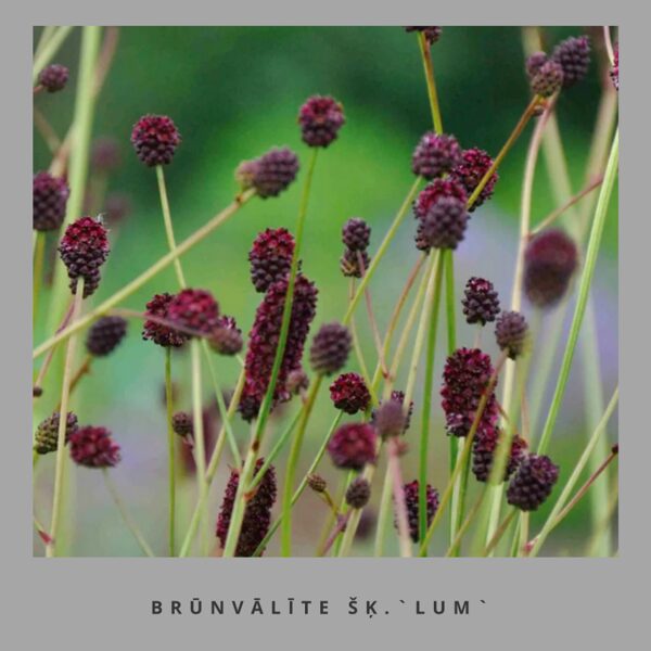 Brūnvālīte Lum - Sanguisorba officinalis Lum