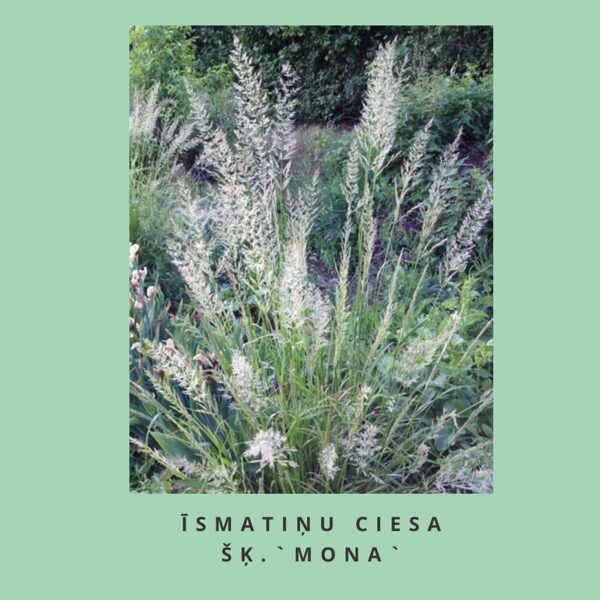 īsmatiņu ciesa Mona - Calamagrostis brachytrichra Mona