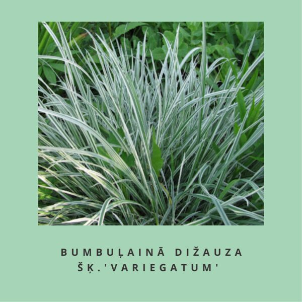 Bumbuļainā dižauza `Variegatum` Arrhenatherum bulbosum ‘Variegatum’