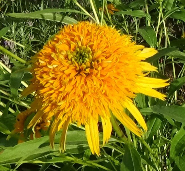 Ehinācija Secret Glow (Echinacea Secret Glow)