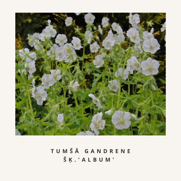 Tumšā gandrene Album Geranium phaeum Album
