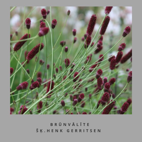 Brūnvālīte Henk Gerritsen - Sanguisorba Henk Gerritsen