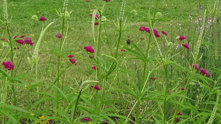 Maķedonijas knautija (Knautia macedonica)