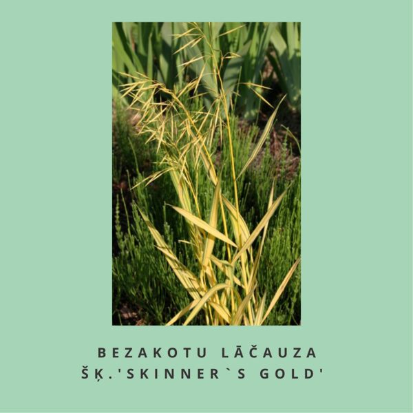 Bezakotu lāčauza `Skinner`s Gold` Bromus inermis Skinner`s Gold