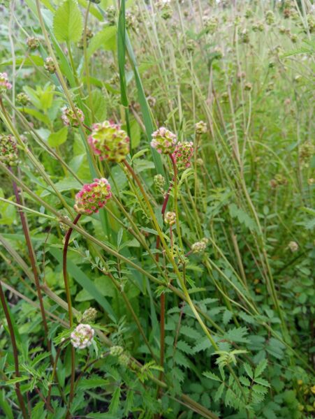 Mazā zaļvālīte (Sanguisorba minor syn. Poterium sanguisorba)