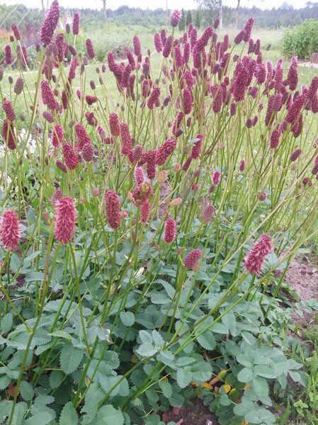 Menzesa brūnvālīte Sanguisorba menziesii