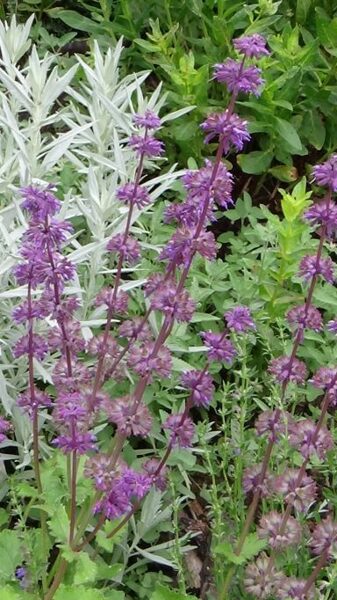 Mieturu salvija Purple Rain (Salvia verticillata Purple Rain)