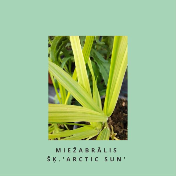 Miežabrālis Arctic Sun Phalaris arundinacea Arctic Sun