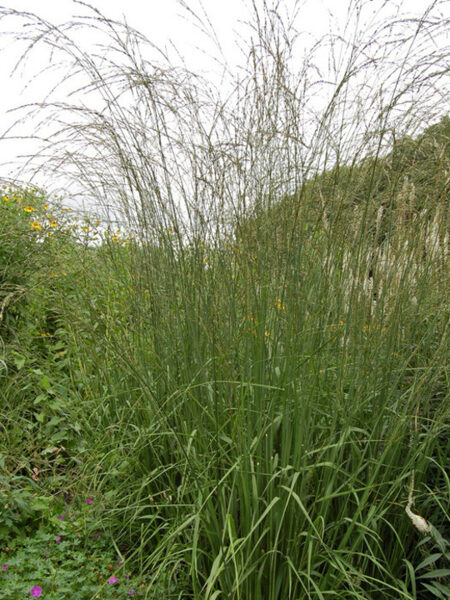 Niedru molīnija Cordoba - Molinia arundinacea Cordoba