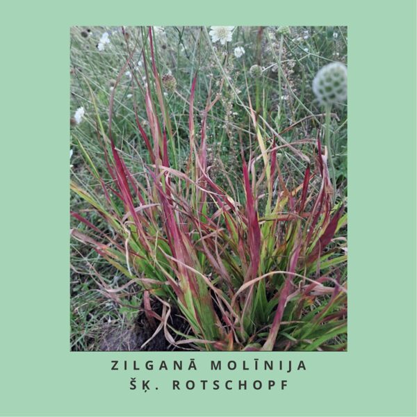 Zilganā molīnija Rotschopf Molinia caerulea Rotschopf
