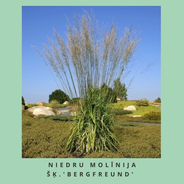 Niedru molīnija Bergfreund Molinia caerulea sbps. arundinacea Bergfreund