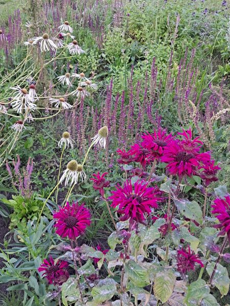 Monarda Kardinal - Monarda Kardinal