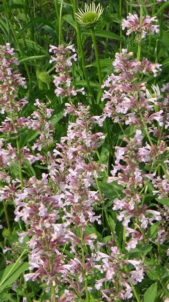 Lielziedu kaķmētra Dawn to Dusk (Nepeta grandiflora Dawn to Dusk)