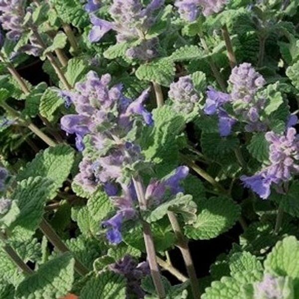 Kaķmētra Felix (Nepeta fassenii Felix)